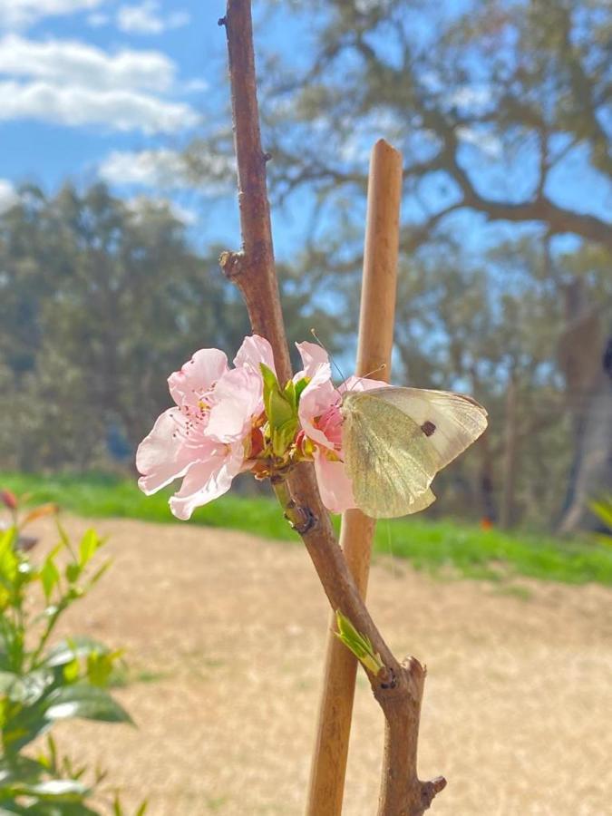 הוילה סאו לואיס Herdade Da Maceira מראה חיצוני תמונה